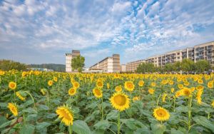 云南520分考生都可以填报哪些公办大学? 2025年高考可以填报40所大学